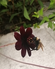 Cosmos atrosanguineus