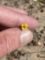 Lessingia pectinata pectinata