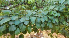 Pyrus
