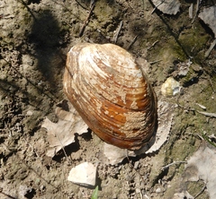 Ortmanniana ligamentina