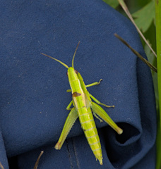 Euthystira brachyptera