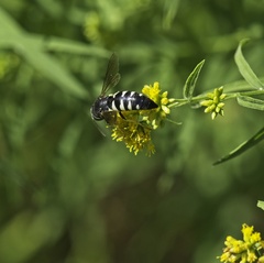 Bicyrtes quadrifasciatus