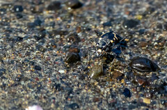 Cicindela haemorrhagica