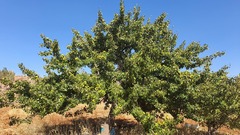 Pyrus