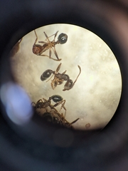 Pheidole crassicornis