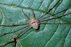 Dicranopalpus