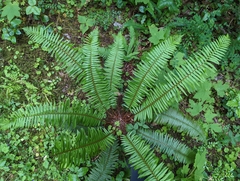 Polystichum munitum