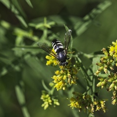 Bicyrtes quadrifasciatus