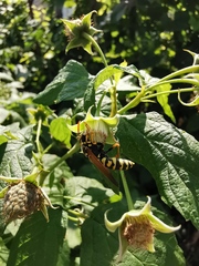 Polistes dominula