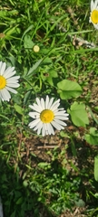 Leucanthemum vulgare