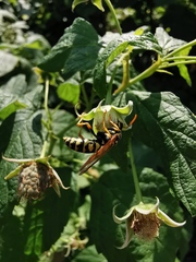 Polistes dominula