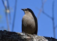 Agelaioides badius