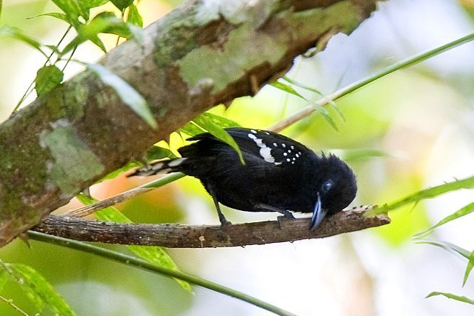 Dot-Winged Antwren