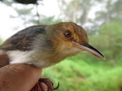 Prinia molleri
