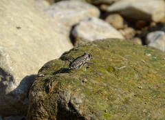 Cicindela repanda