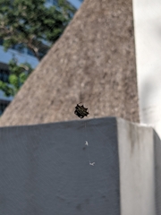 Gasteracantha cancriformis