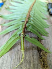 Polystichum munitum