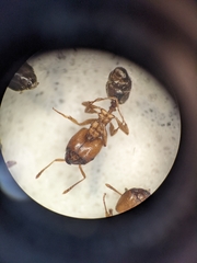 Pheidole crassicornis