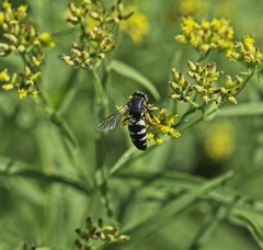 Bicyrtes quadrifasciatus