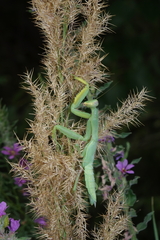Hierodula transcaucasica