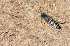 Bembix americana spinolae