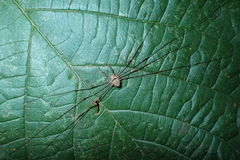 Dicranopalpus