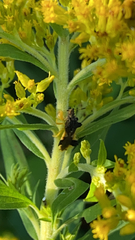 Phymata pennsylvanica