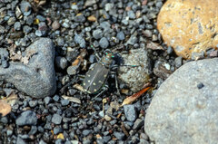 Cicindela oregona