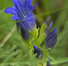 Gentiana