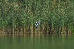 Hydrocoloeus minutus