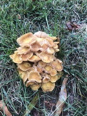 Desarmillaria