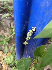 Fallopia convolvulus
