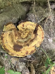 Hydnellum aurantiacum