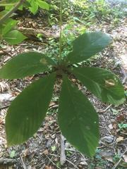 Aesculus glabra