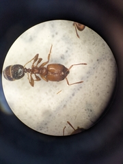 Pheidole crassicornis