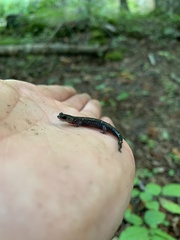Plethodon montanus