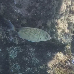 Diplodus sargus