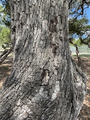 Quercus fusiformis