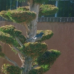 Aphelocoma woodhouseii