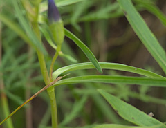 Gentiana