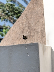 Gasteracantha cancriformis