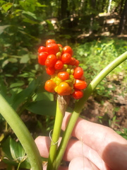 Arisaema quinatum