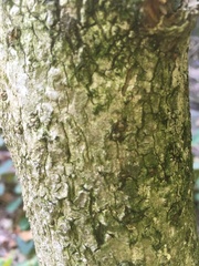 Aesculus glabra