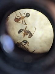 Pheidole crassicornis