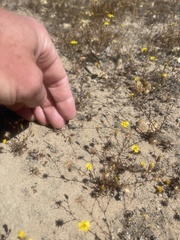 Lessingia pectinata pectinata