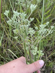 Neolasioptera perfoliata