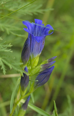 Gentiana