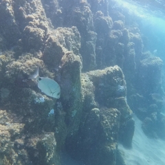 Diplodus sargus