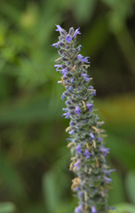 Nepeta multifida