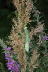 Hierodula transcaucasica